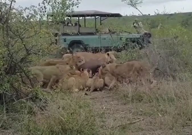 Kỳ tích trâu rừng tưởng chết bỗng bật dậy khiến bầy sư tử kinh hãi