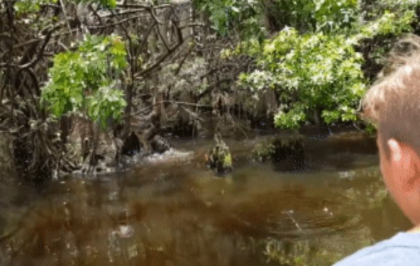 Clip: Đoàn du khách đang tham quan đầm lầy thì phát hiện hành động hiếm thấy ở cá sấu