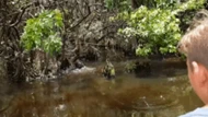 Clip: Đoàn du khách đang tham quan đầm lầy thì phát hiện hành động hiếm thấy ở cá sấu