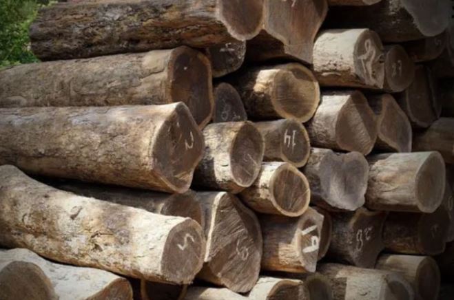 Loại gỗ quý hiếm sắp tuyệt chủng: Thuộc loại cứng và nặng nhất thế giới, chìm trong nước!