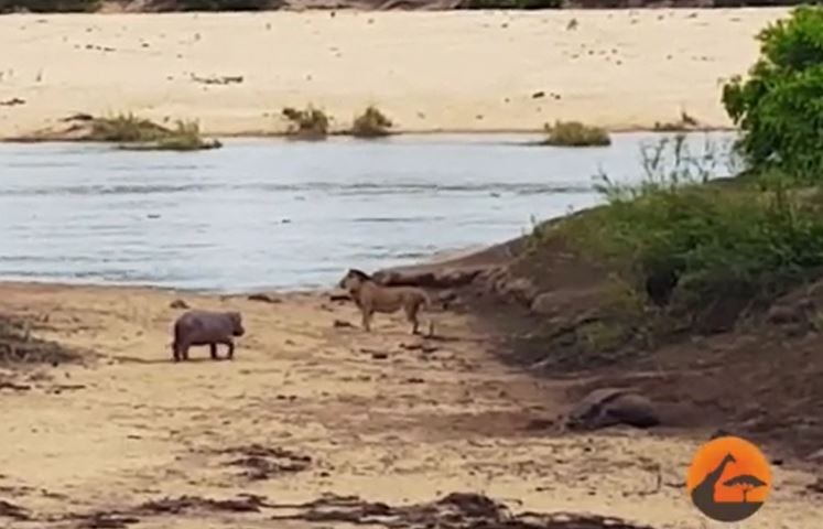 Hà mã con lấy thân mình làm mồi nhử, bảo vệ mẹ khỏi sư tử háu đói