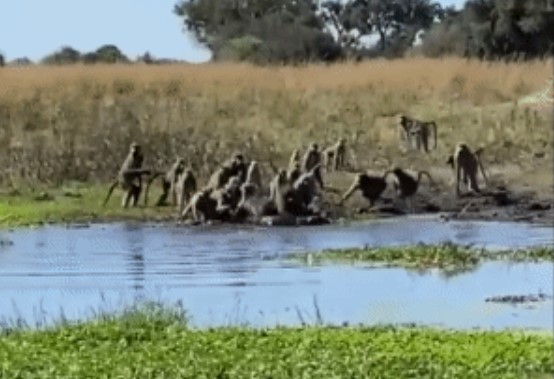 Clip: Khỉ đầu chó hợp sức tấn công cá sấu để giải cứu thành viên, kết cục sẽ ra sao?