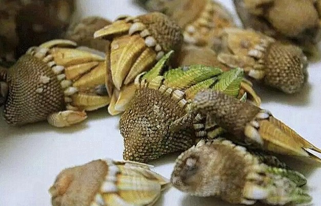 Mang vật lạ vừa giống rùa vừa giống cá sấu đi hỏi lai lịch, chàng trai ngơ ngác khi nhận được lời chúc mừng "trúng số độc đắc"