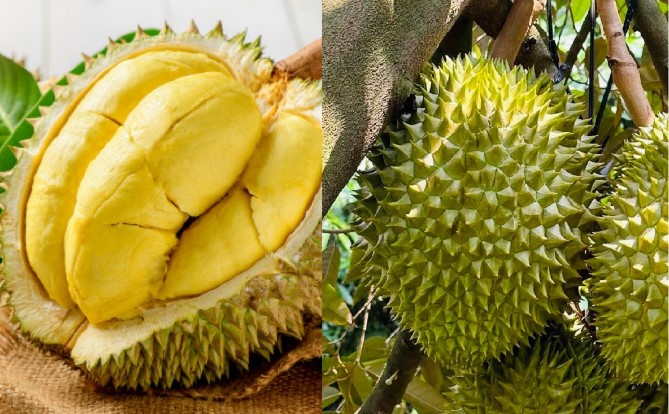 Sầu riêng thơm ngon béo ngậy nhưng lại là loại quả nóng, những đối tượng nào nên kiêng ăn?