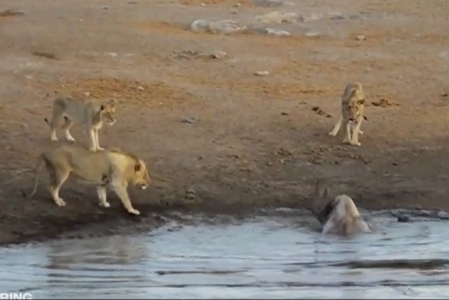 Bầy sư tử đói đánh liều mon men quây bắt tê giác sa lầy và cái kết bất ngờ