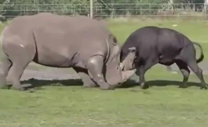 Trâu rừng và tê giác "bất phân thắng bại" trong màn đấu kịch tính