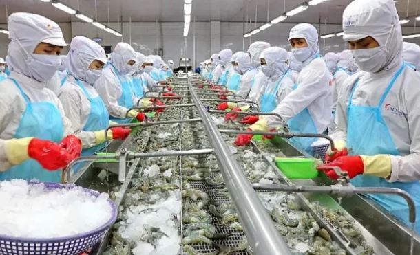 Trung Quốc trở thành thị trường tiêu thụ tôm lớn nhất của Việt Nam