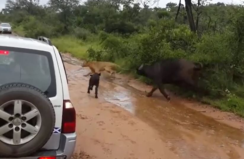 Nghé con hồn nhiên tới nạp mạng cho sư tử và cái kết bất ngờ