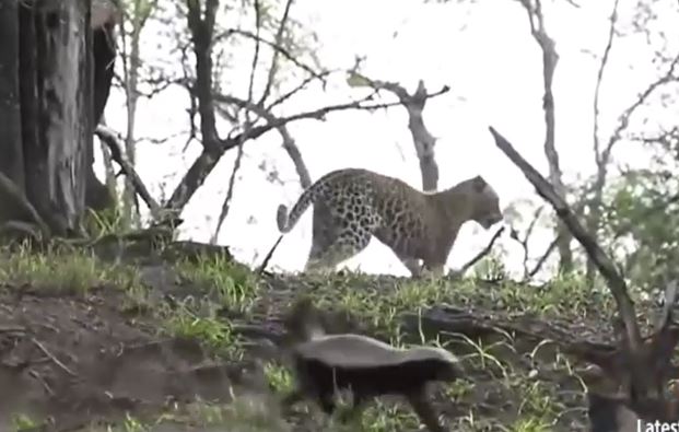 Clip: Lửng mật mẹ có mặt kịp thời, cứu mạng con khỏi hàm răng báo hoa mai