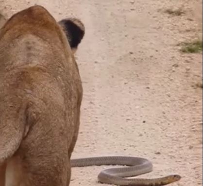 Cái kết bất ngờ của cuộc chạm trán giữa sư tử, thằn lằn và rắn hổ mang