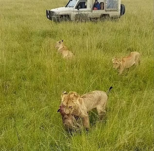 Xác của một trong những con linh cẩu bị sư tử tiêu diệt. Xác của một trong những con linh cẩu bị sư tử tiêu diệt.