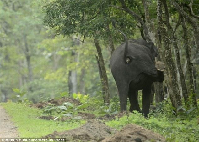 Con voi mẹ thậm chí còn đá bay một con sói lửa trong lúc tạo khoảng trống cho đồng đội.