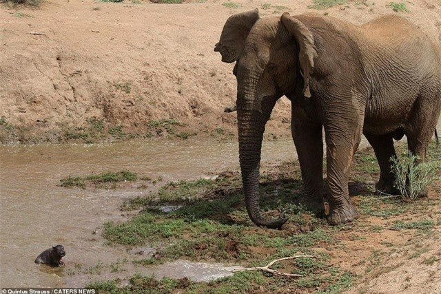 Đầu tiên con voi nhìn thấy chú hà mã đang chơi đùa. Đầu tiên con voi nhìn thấy chú hà mã đang chơi đùa.