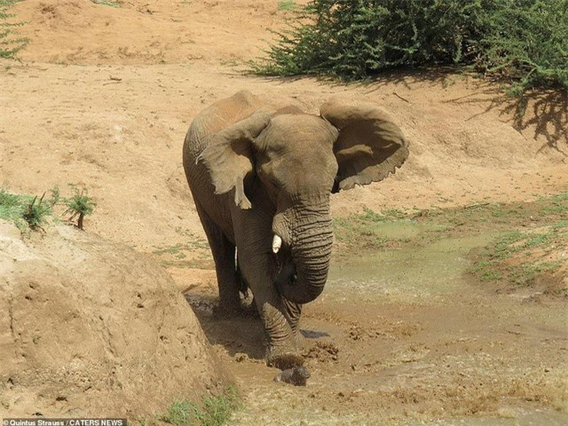 Tuy nhiên, không hiểu điều gì đã khiến nó tức giận, lao vào tấn công đứa nhỏ tội nghiệp. Tuy nhiên, không hiểu điều gì đã khiến nó tức giận, lao vào tấn công đứa nhỏ tội nghiệp.