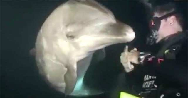 Chú cá heo bất ngờ áp sát nhóm thợ lặn để cầu cứu. Chú cá heo bất ngờ áp sát nhóm thợ lặn để cầu cứu.