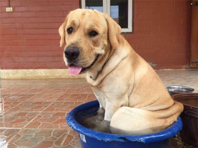 Chú chó Messy nhà Oranit Kittragul. Chú chó Messy nhà Oranit Kittragul.