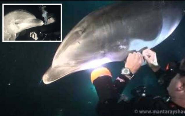 Clip: Trí thông minh đáng kinh ngạc của loài cá heo, biết cách tìm đến những người thợ lặn để cầu cứu khi bị thương nặng