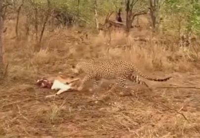 Clip: Báo hoa mai bất ngờ nhận được "món quà" từ trên trời rơi xuống