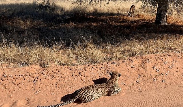 Clip: Màn săn mồi cực kỳ khéo léo của báo hoa mai