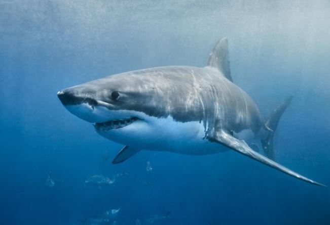 6 loài cá đáng sợ nhất đại dương: Cá mập trắng chỉ xếp cuối