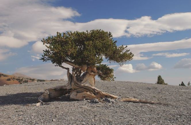 Tại sao một số loài cây có thể sống lâu đến hàng ngàn năm?