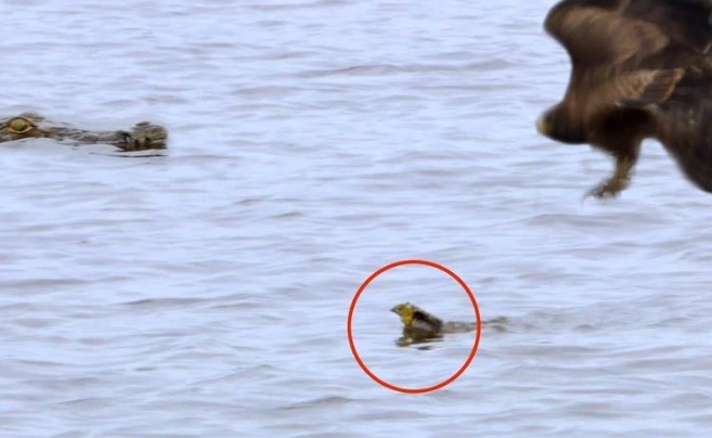 Clip: Trò đùa của số phận, chú chim non dũng cảm trốn thoát khỏi móng vuốt của diều hâu nhưng lại sa vào miệng cá sấu