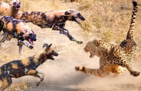 Clip: Cuộc chiến "cân não" tranh giành con mồi giữa báo săn và đàn chó hoang châu Phi