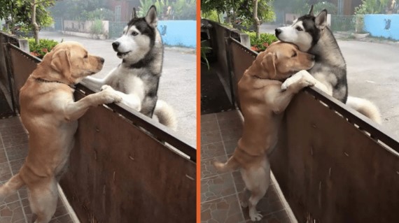 T&#xEC;nh b&#x1EA1;n di&#x1EC7;u k&#x1EF3; v&#xE0; c&#xE2;u chuy&#x1EC7;n v&#x1EC1; c&#xE1;i &#xF4;m khi&#x1EBF;n ai c&#x169;ng ph&#x1EA3;i &quot;tan ch&#x1EA3;y&quot; gi&#x1EEF;a &#x111;&#xF4;i b&#x1EA1;n ch&#xF3; th&#xE2;n thi&#x1EBF;t