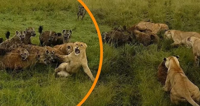 Clip: Âm mưu lật đổ ngôi vương của sư tử và cái giá phải trả cực đắt của bầy linh cẩu không biết tự lượng sức mình