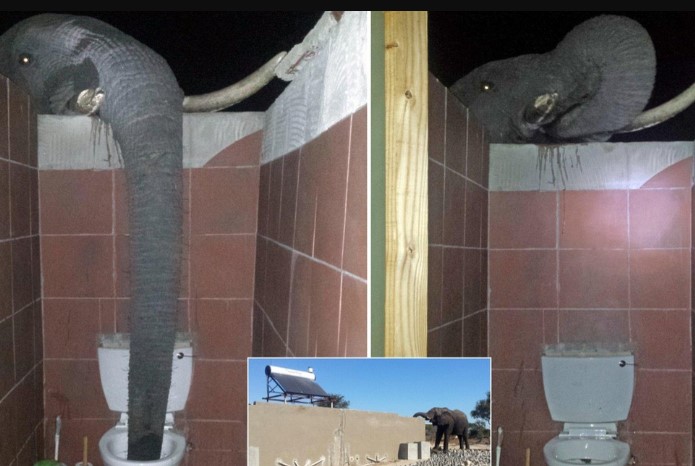 Clip: Du khách gặp tình huống dở khóc dở cười với voi rừng ở nhà vệ sinh