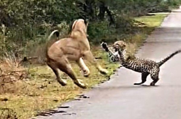 Clip: Sư tử núp lùm, tấn công báo hoa mai ngay trên đường cao tốc