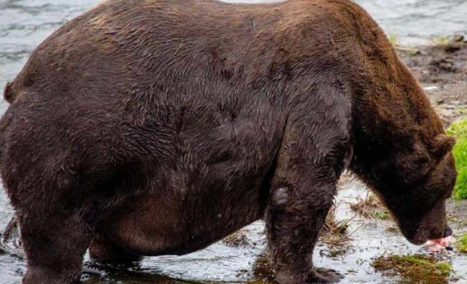 Clip: Chú gấu "thở không ra hơi" sau bữa tiệc buffet cá hồi