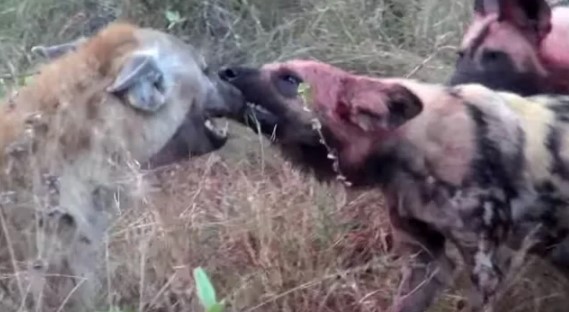 Clip: Màn trừng phạt "tàn khốc" của đàn chó hoang châu Phi dành cho linh cẩu nhưng cái kết khiến ai cũng phải ngạc nhiên