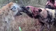 Clip: Màn trừng phạt "tàn khốc" của đàn chó hoang châu Phi dành cho linh cẩu nhưng cái kết khiến ai cũng phải ngạc nhiên