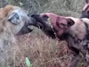 Clip: Màn trừng phạt "tàn khốc" của đàn chó hoang châu Phi dành cho linh cẩu nhưng cái kết khiến ai cũng phải ngạc nhiên