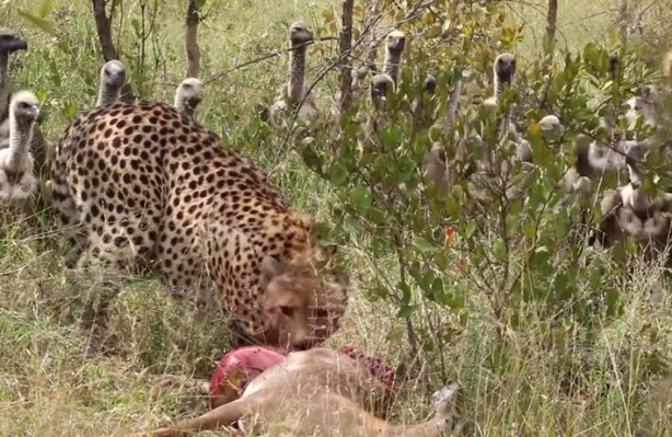 Clip: Đàn kền kền hung hãn cướp con mồi của báo săn, chưa kịp hả hê đã bị "nghiệp quật"