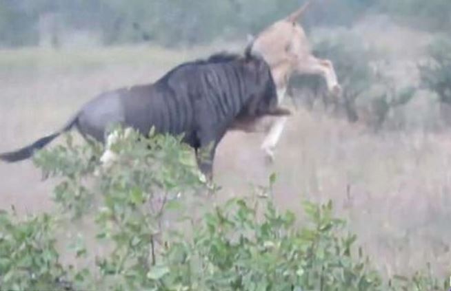 Khoảnh khắc linh dương đầu bò chiến đấu ngoan cường, thoát chết trước hàm sư tử