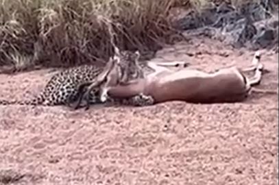 Clip: Linh dương trả giá đắt vì chạy vào vị trí mai phục của báo hoa mai