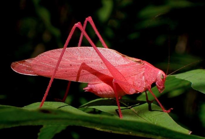 8 động vật màu hồng "siêu cấp đáng yêu", có con hơn 200kg nhưng có con chỉ nặng vài gam!