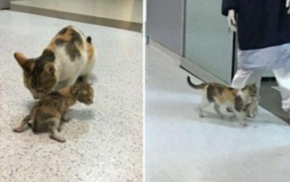 Chú mèo bế con đến bệnh viện và câu chuyện phía sau khiến ai cũng phải mỉm cười