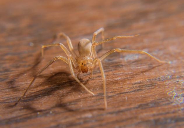 9 lo&#xE0;i nh&#x1EC7;n nguy hi&#x1EC3;m nh&#x1EA5;t h&#xE0;nh tinh: M&#x1ED9;t v&#x1EBF;t c&#x1EAF;n c&#x169;ng &#x111;&#x1EE7; m&#x1EA5;t m&#x1EA1;ng