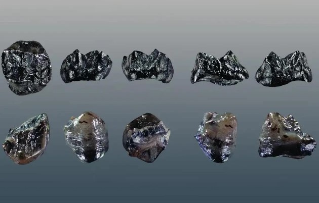 Đức: Phát hiện thành viên chưa từng biết của họ Người