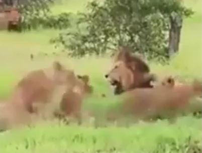 "Chúa tể thảo nguyên" hoảng hốt bỏ chạy khi thấy loài vật này