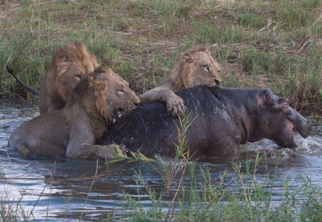 Trận đấu sinh tử giữa tê giác và vua sư tử