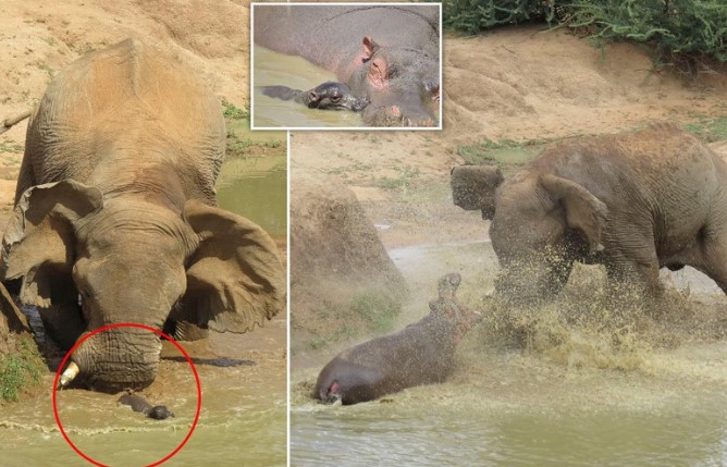 Clip: Trận chiến "long trời lở đất" giữa hai loài động vật nguy hiểm nhất ở châu Phi