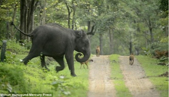 Clip: Bảo vệ con nhỏ, một mình voi mẹ "quần thảo" giữa bầy sói lửa hung tợn
