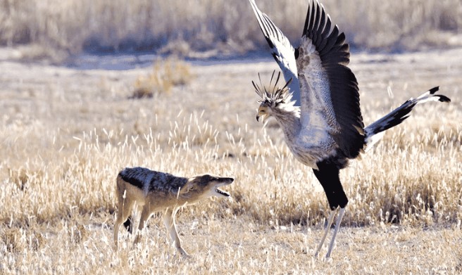 Clip: Vũ điệu hoang dã "mê đắm lòng người" của loài chim vừa săn được rắn, vừa bắt nạt được chó rừng châu Phi