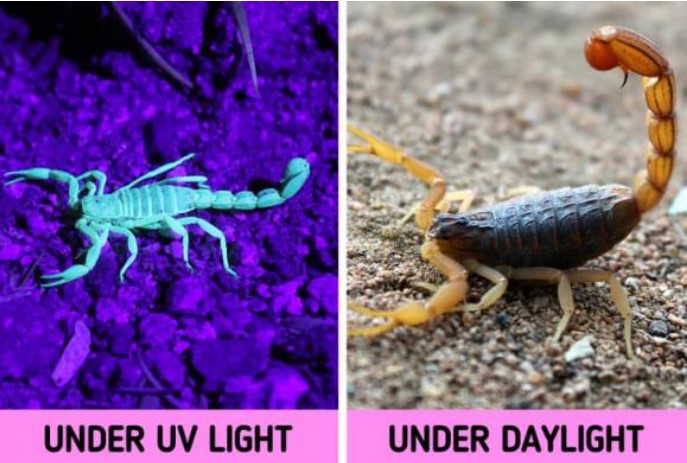 16 sự thật độc đáo về động vật cần khám phá