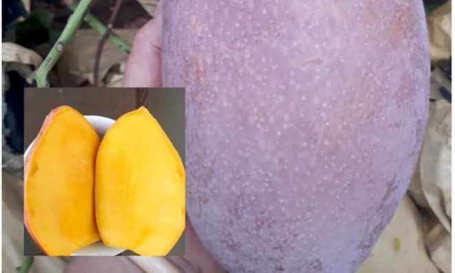 Sự thật về loại xoài tím “khổng lồ” từng gây sốt một thời, đang rao bán khắp chợ mạng với giá chỉ từ 20.000 đồng/kg