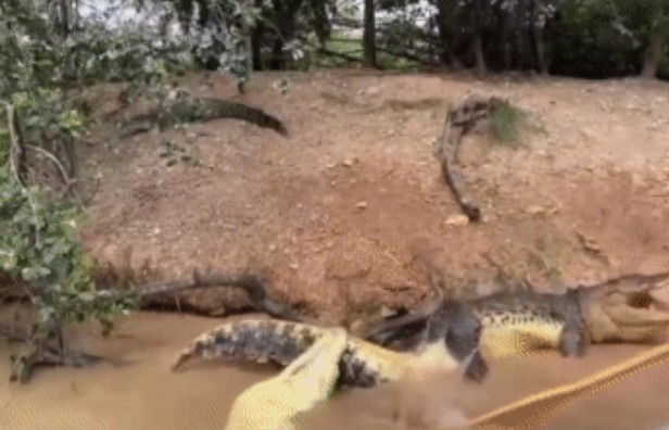 Clip: Cá sấu tung đòn 'vặn xoắn tử thần' với chính đồng loại: Cuộc chiến tàn khốc!